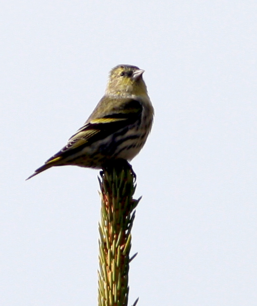 Lucherini di passo.